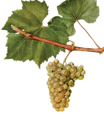 Chardonnay-Traube. Chardonnay-Wein ist in Kroatien beliebt