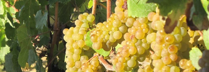 Raïm Chardonnay