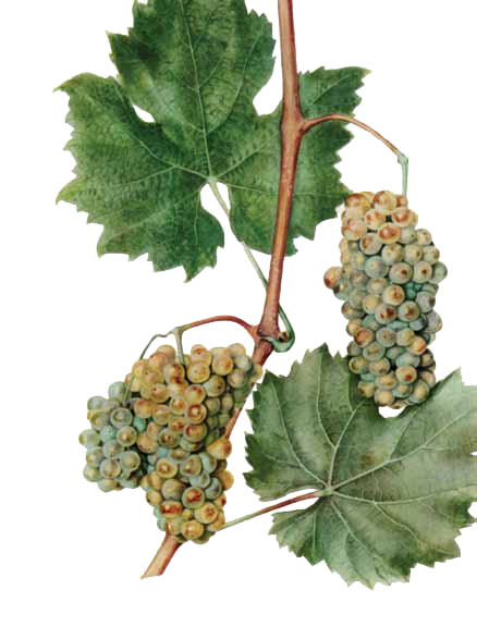 Graševina druif waar de graševina wijn uit Kroatië van wordt gemaakt
