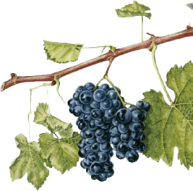 Merlot uva