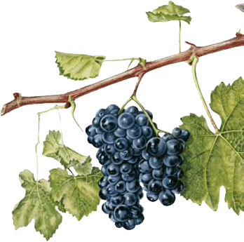 Merlot grapes are very popular, also in Croatia