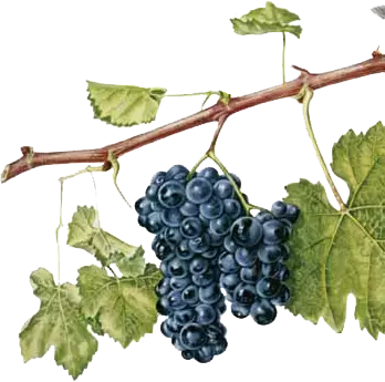 Kiváló minőségű Merlot 2 A Merlot szőlő nagyon népszerű, Horvátországban is