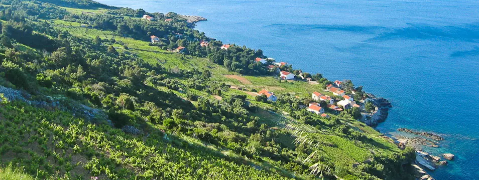 Vignoble de Bucavac