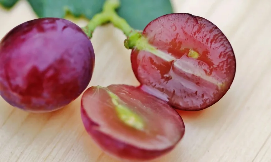 Faightear tainniní i síolta agus i gcraiceann na bhfíonchaor