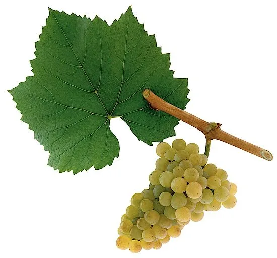 Quelle est la différence entre le Chardonnay, le Pinot Grigio et le Sauvignon Blanc ? 4 Cépage Chardonnay