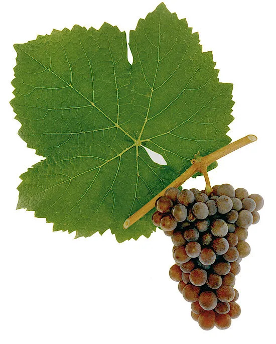 Quelle est la différence entre le Chardonnay, le Pinot Grigio et le Sauvignon Blanc ? 5 Cépage Pinot Grigio Pinot Gris