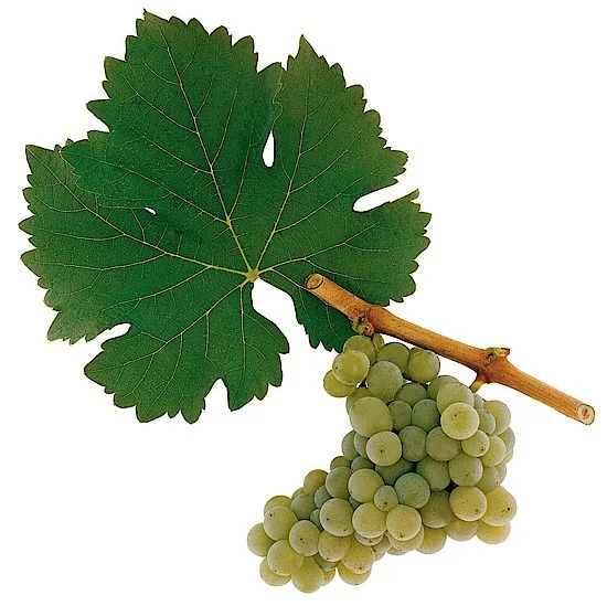 Quelle est la différence entre le Chardonnay, le Pinot Grigio et le Sauvignon Blanc ? 6 Cépage Sauvignon Blanc