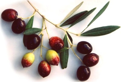 Drobnica -oliivi, jota käytetään Korculan oliiviöljyyn