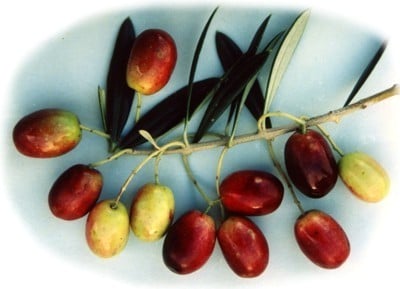 Lastovka -oliivi Korculan oliiviöljyyn