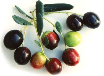 Oblica olijf gebruikt voor olijfolie uit Korcula