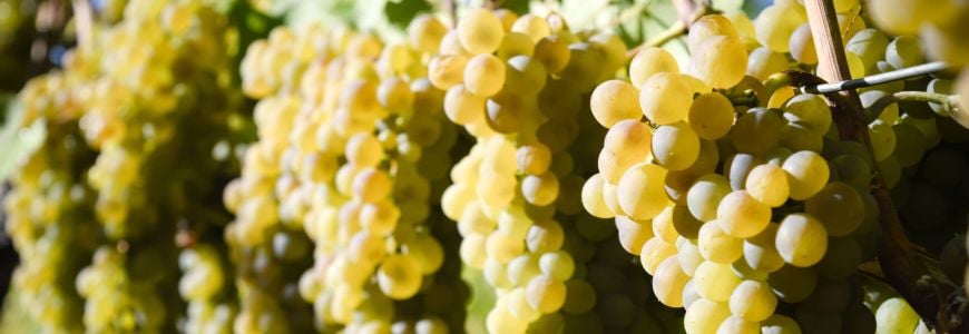 Witte wijn druiven uit Kroatië