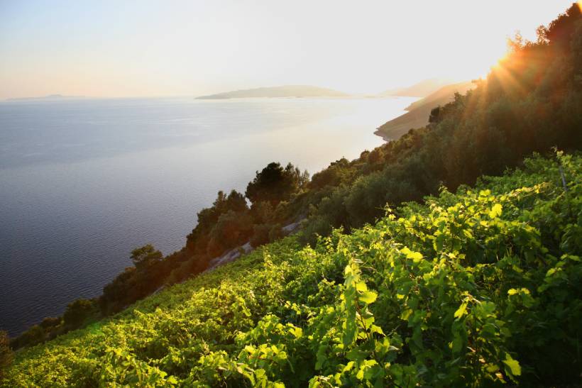 Steile hellingen en wijngaarden op schiereiland peljescac in Kroatië
