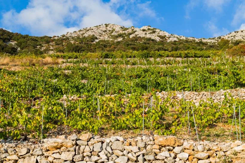 Descobriu les encantadores rutes del vi de Croàcia 8 Vinyes de Miloš . celler