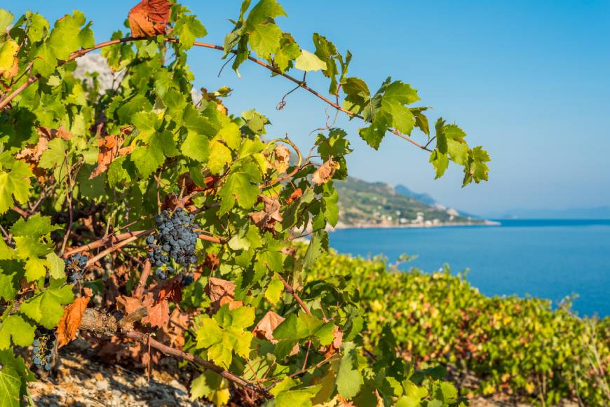 Plavac Mali druiven in Dalmatië