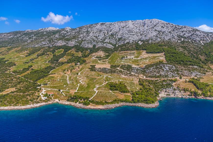 Dingac wijngaard in Dalmatië