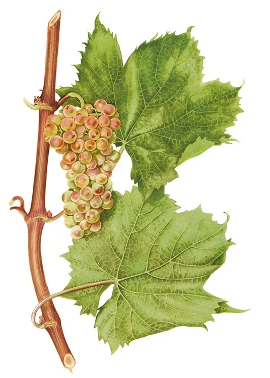 Wyn út Istrië is in plak dêr't de âlde wrâld en de nije wrâld moetsje 4 Istarska Malvazija druif - Malvasia Istriana