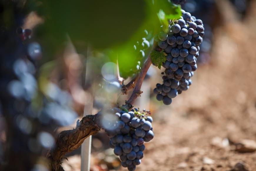 Plavac Mali druiven op Dingac wijngaard