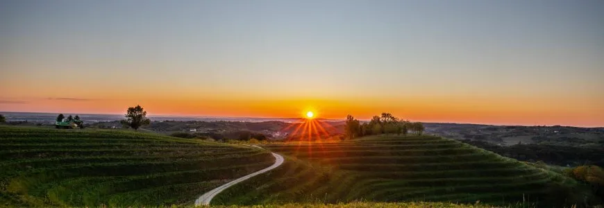 Faigh amach fíonghort suimiúla Lár na Cróite 2 fíonghoirt lárnach an Chróit medjimurje plesavica