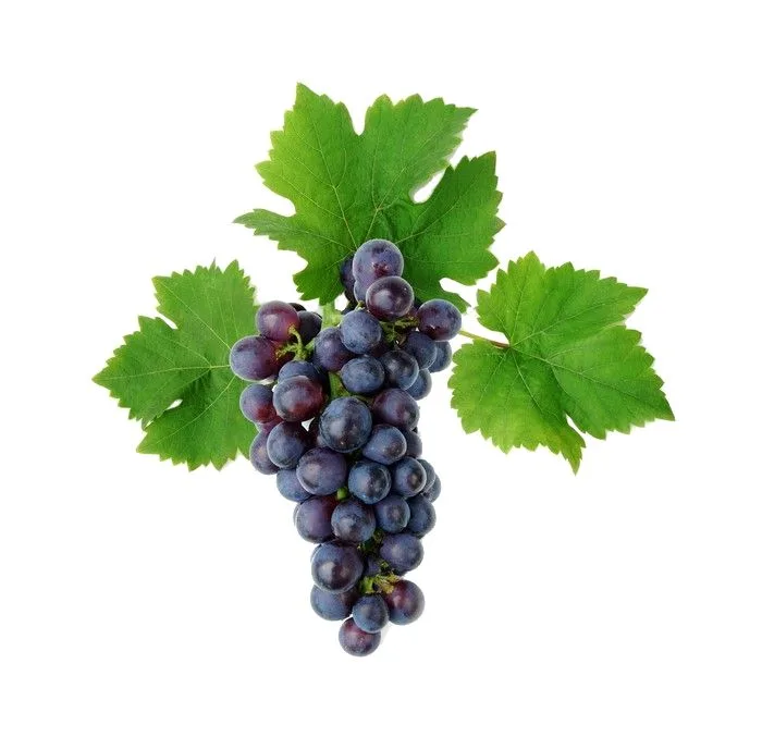 fíonchaor Zinfandel