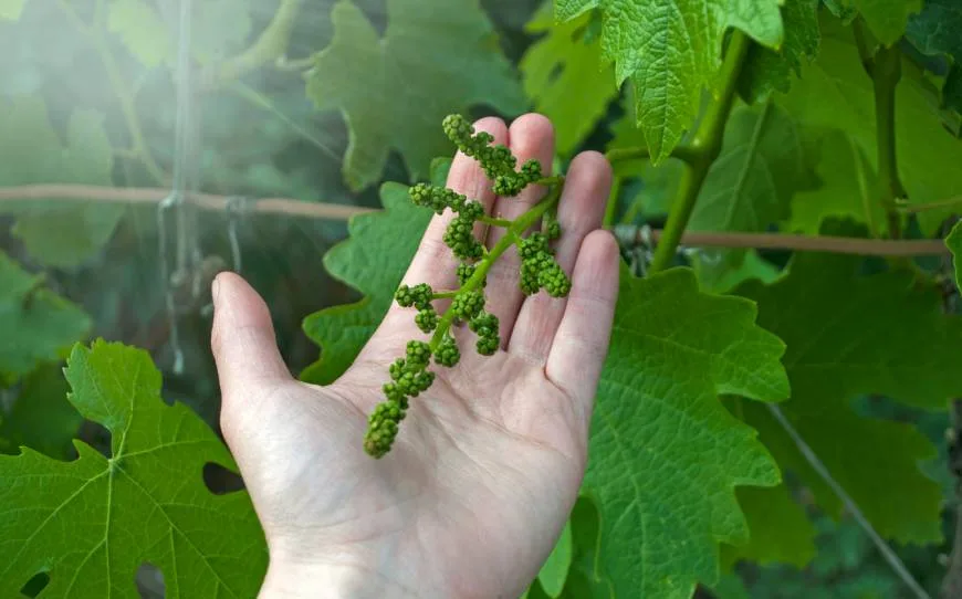 Com creixen les vinyes: les condicions per a una bona vinya 5 Cultiu de raïm