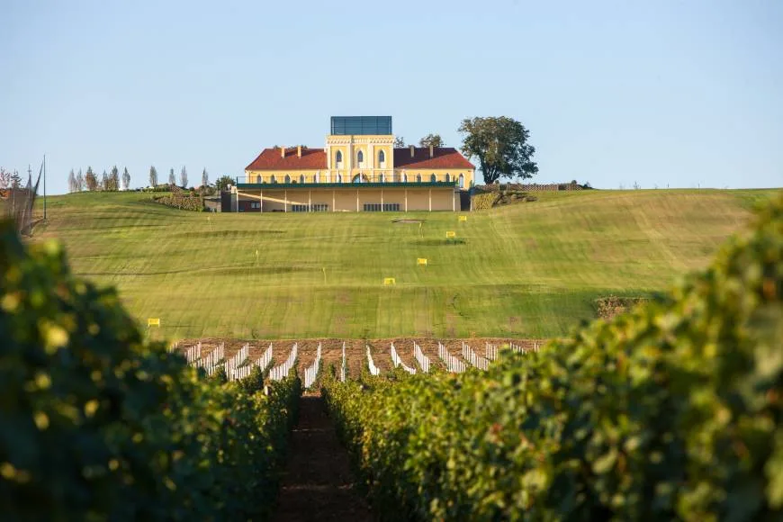 Com creixen les vinyes: les condicions per a una bona vinya 15 Vinyes a Ilok al llarg del Danubi