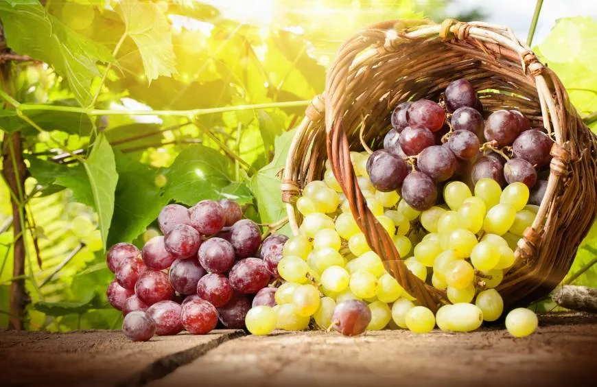 The influence of grapes on the taste of wine