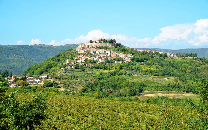 Wijngaard in Motovun, Istrië