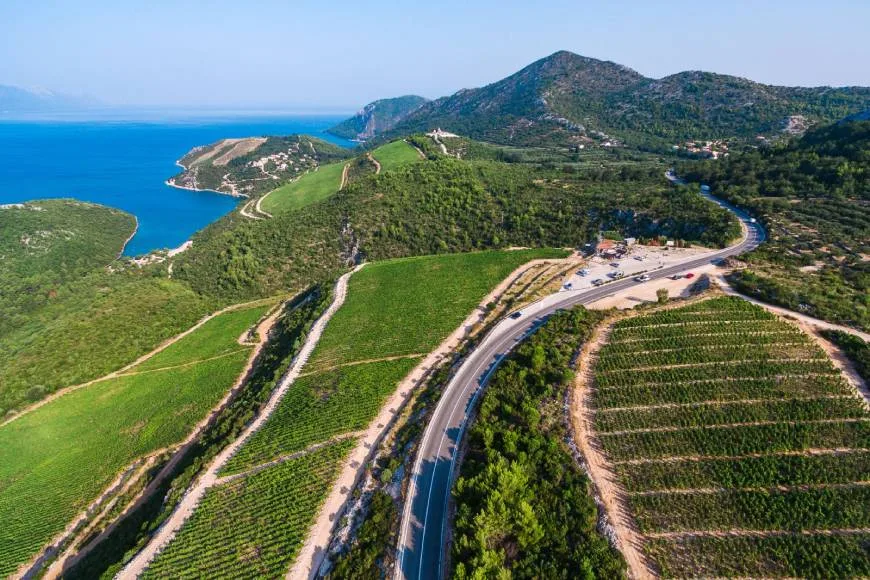 Vingård med røde druer i Kroatien