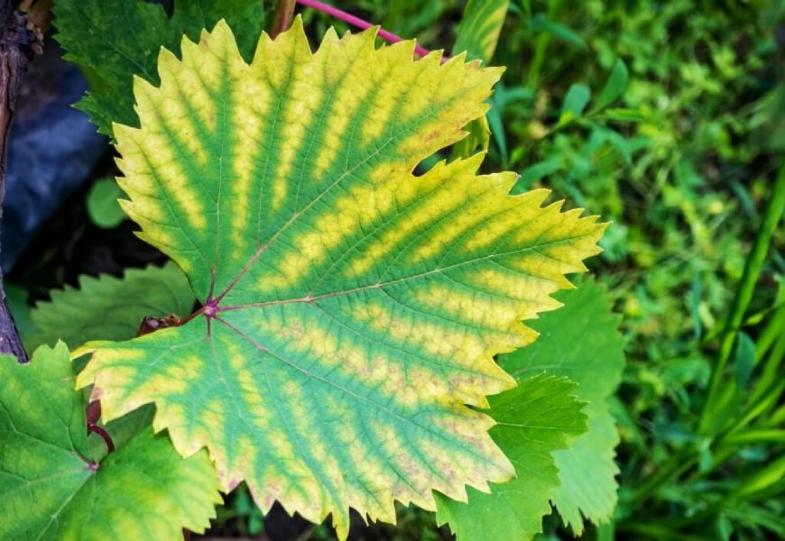 Chlorosis on the grape leaves