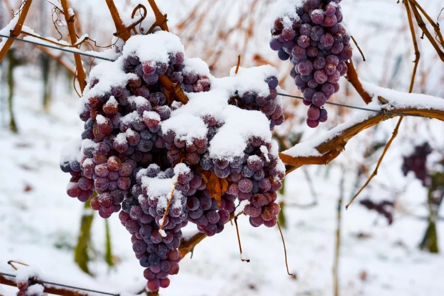 Kaj je sladko vino in kako se naredi 2 Grozdje, ki se uporablja za sladko ledeno vino