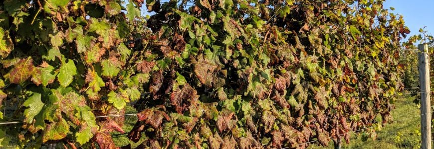 Grape diseases in a vineyard