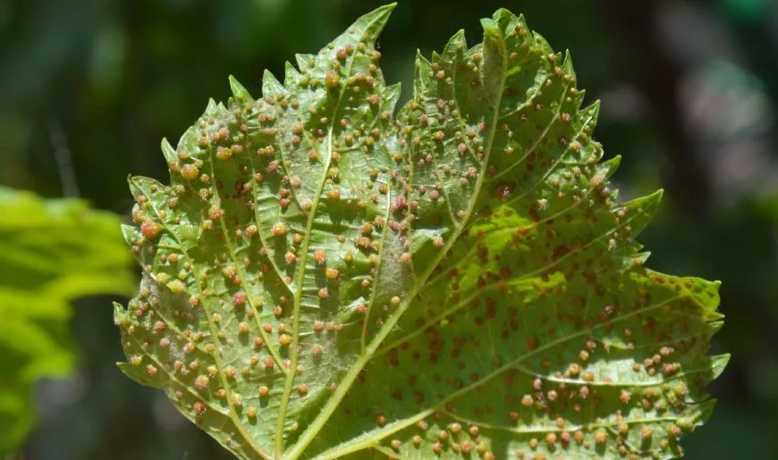 Phylloxera Vastatrix znana również jako filoksera winogronowa