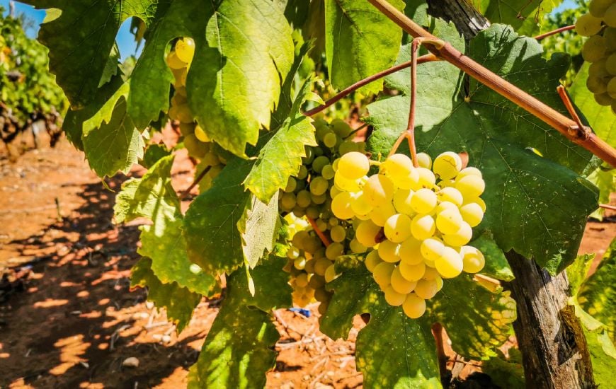 Hrozno Pošip vo vinohrade na Korčule