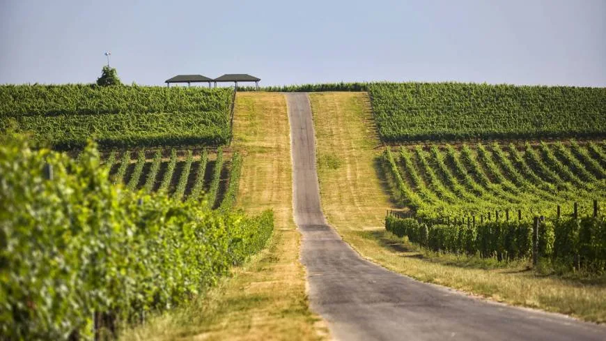Descobriu les encantadores rutes del vi de Croàcia 22 Ilok: la joia del vi de Croàcia amb vinyes encantadores.
