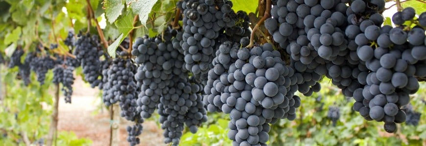 Szőlőültetés – a tökéletes szőlő titka