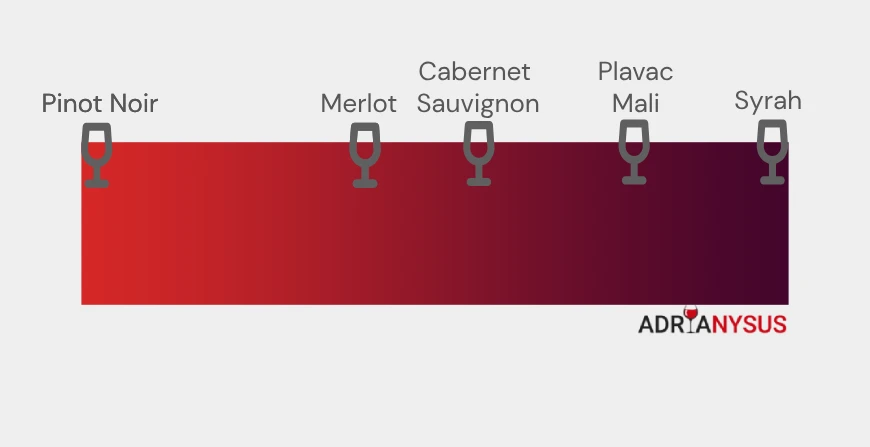 „Cabernet Sauvignon“ ir „Cabernet Sauvignon“ intensyvumas. Merlot