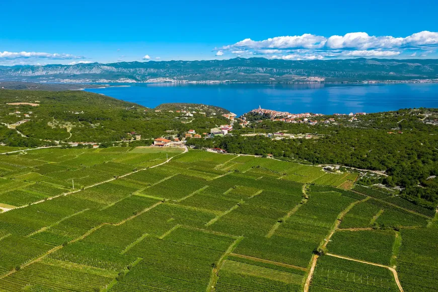 Wijngaarden op het eiland Krk