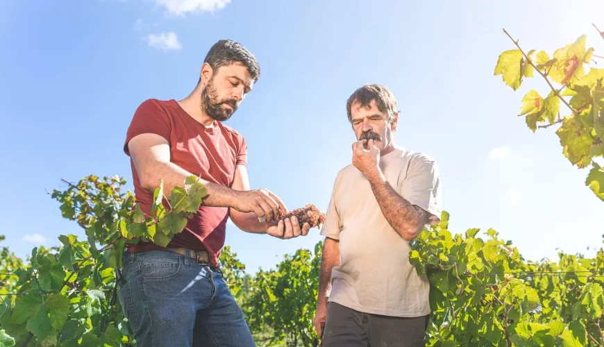 Oenologen inspecteren zorgvuldig een tros druiven
