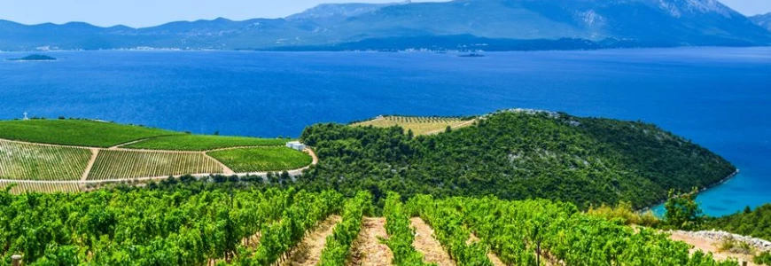 Horvátországból származó bor, napfényes Dalmáciában.