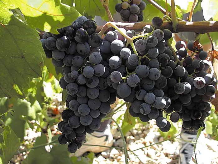 Plavac Mali crni viinamari