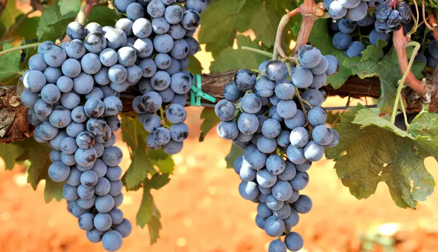 Plavac Mali szőlő